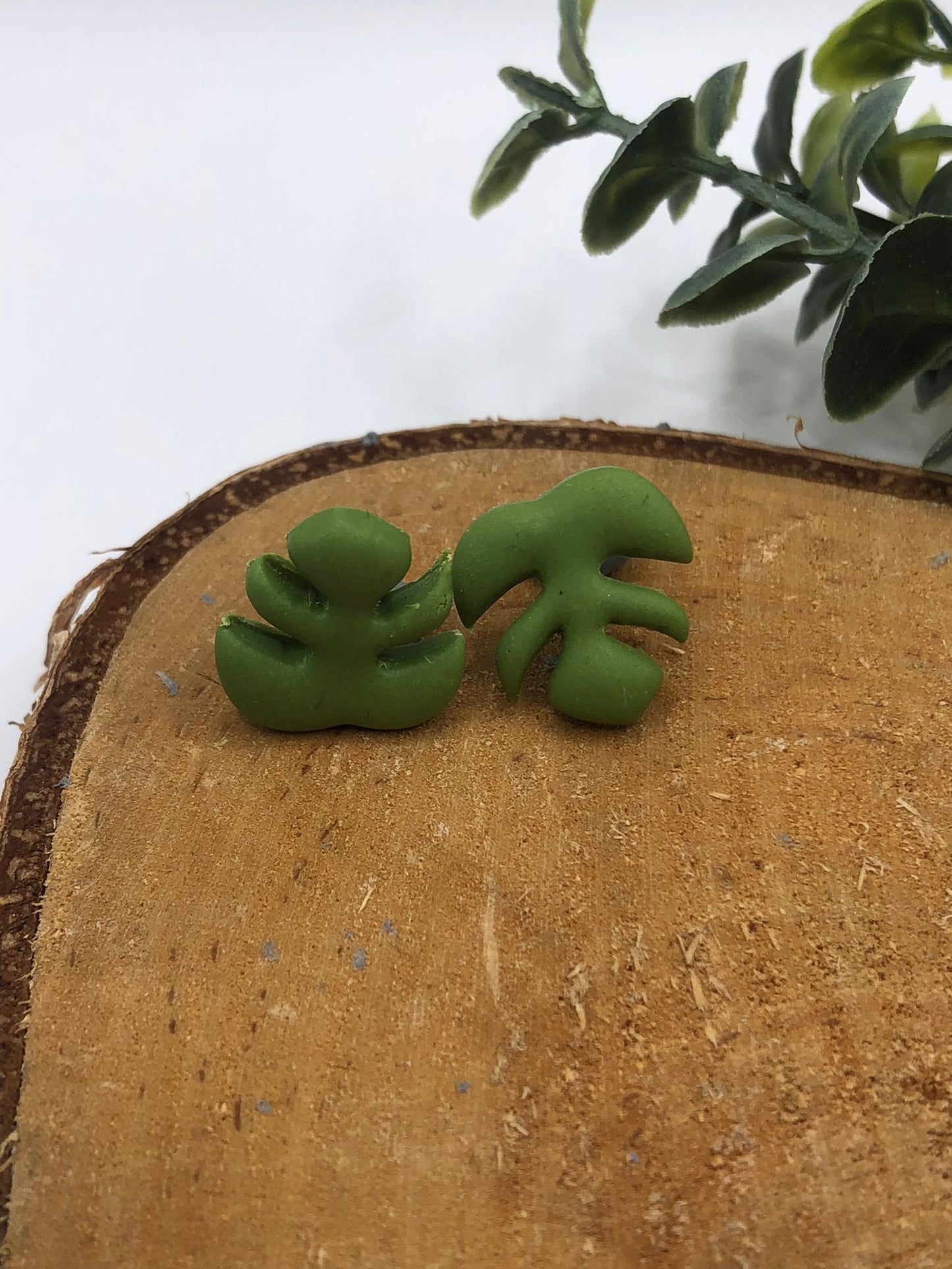 Monstera, knopjes