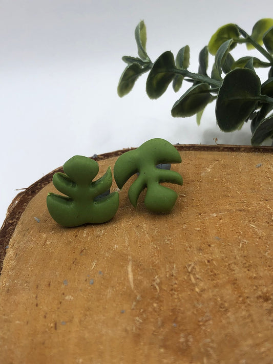 Monstera, knopjes